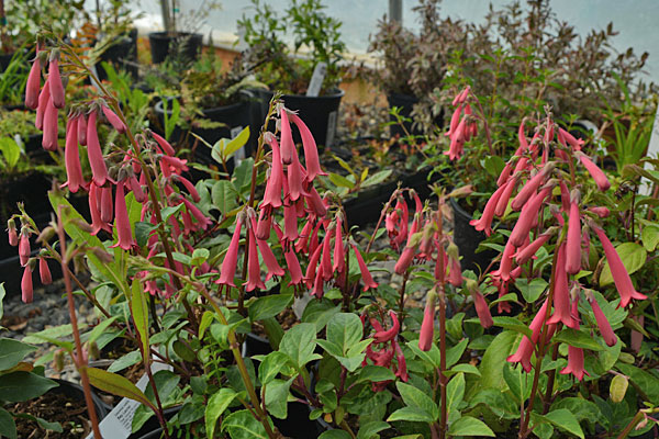 Coral Princess Cape Fuchsia